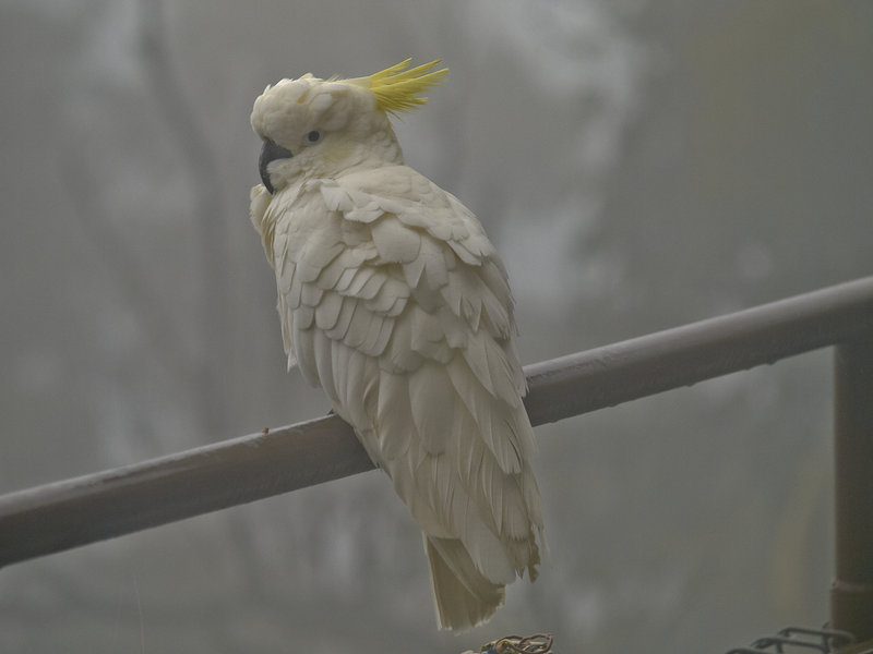 Sulphur Crested Cockatoo, Blue
        Mountains